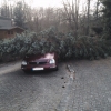 20150331 00517 Baum auf PKW